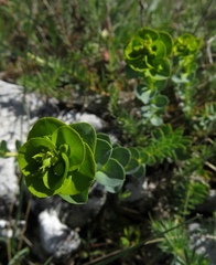 Euphorbia barrelieri