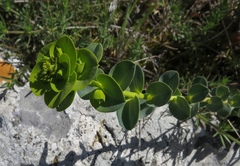 Euphorbia barrelieri
