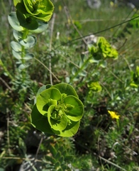 Euphorbia barrelieri