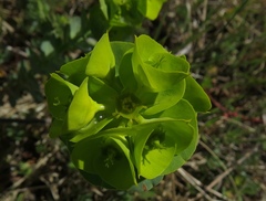 Euphorbia barrelieri