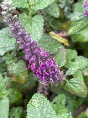 Teucrium hircanicum