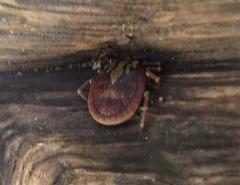 Amblyomma nuttalli