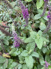 Teucrium hircanicum