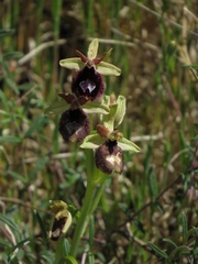 Ophrys bertolonii bertoloniiformis