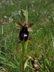 Ophrys bertolonii bertoloniiformis
