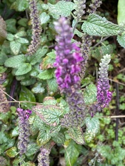 Teucrium hircanicum