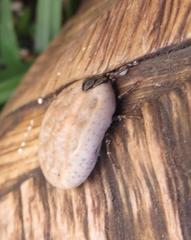 Amblyomma nuttalli