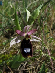 Ophrys bertolonii bertolonii