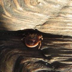 Amblyomma nuttalli