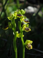 Ophrys sicula