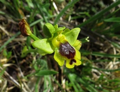 Ophrys sicula