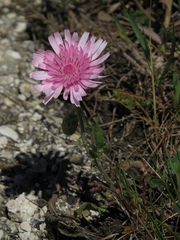 Crepis rubra