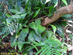 Acanthophippium striatum