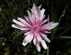 Crepis rubra