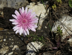 Crepis rubra