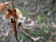 Gastrodia procera
