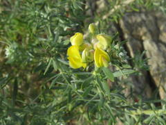 Aspalathus linearifolia