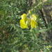 Aspalathus linearifolia - Photo (c) Hedi Stummer, algunos derechos reservados (CC BY-NC), uploaded by Hedi Stummer