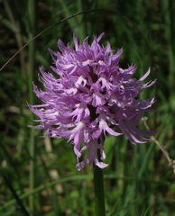 Orchis italica