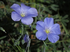 Linum austriacum tommasinii