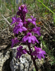 Orchis quadripunctata