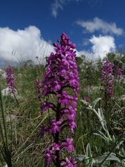 Orchis quadripunctata