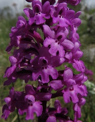 Orchis quadripunctata