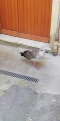 Larus michahellis