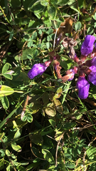 Prunella grandiflora