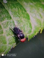 Lindneromyia dorsalis