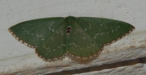 Neromia impostura