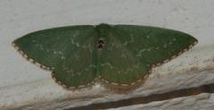 Neromia impostura