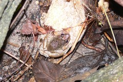 Limnonectes gyldenstolpei