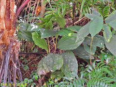 Acanthophippium striatum
