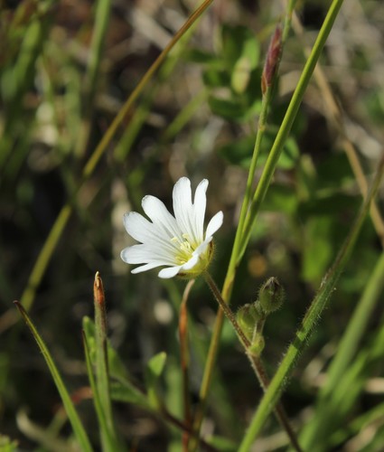 Image of Cerastium regelii by (c) nina_nesterova, some rights reserved (CC BY)