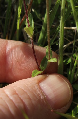 Image of Regel's Chickweed (Cerastium regelii) by (c) nina_nesterova, some rights reserved (CC BY)
