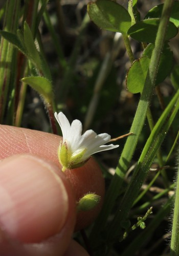 Image of Regel's Chickweed (Cerastium regelii) by (c) nina_nesterova, some rights reserved (CC BY)
