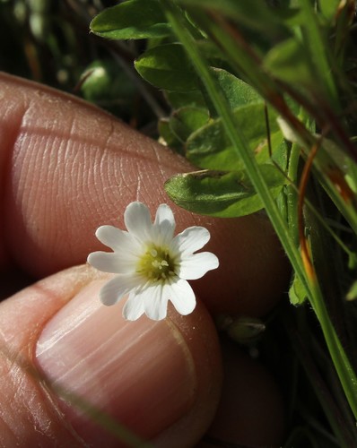 Image of Regel's Chickweed (Cerastium regelii) by (c) nina_nesterova, some rights reserved (CC BY)