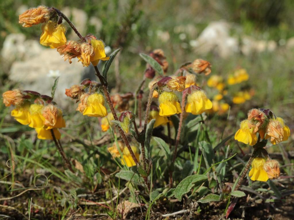 Hermannia decumbens
