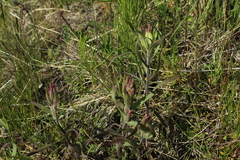 Castilleja hyparctica