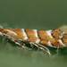 Horse-chestnut Leafminer - Photo (c) Ryszard, some rights reserved (CC BY-NC)