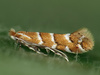 Horse-chestnut Leafminer - Photo (c) Ryszard, some rights reserved (CC BY-NC)