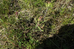 Castilleja hyparctica