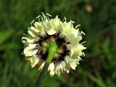 Cephalaria