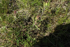 Castilleja hyparctica