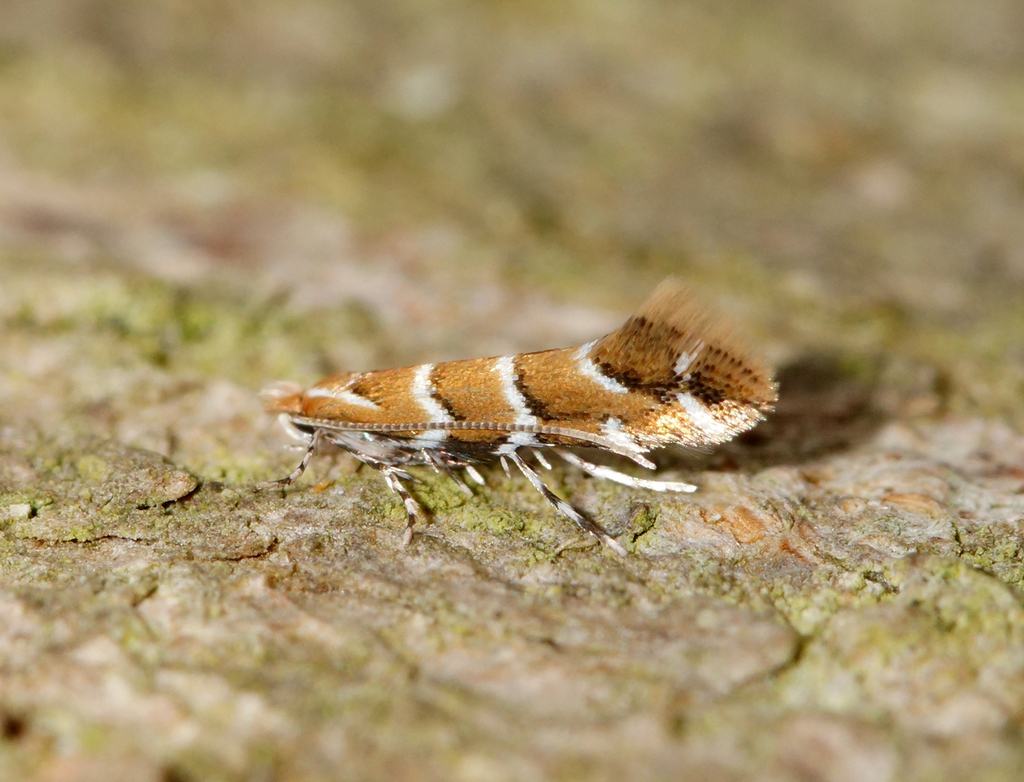 Horse-chestnut Leafminer