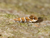 Horse-chestnut Leafminer - Photo (c) Ben Sale, some rights reserved (CC BY)