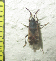 Lanchnophorus singalensis