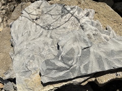 Chondrites