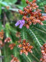 Erica terminalis